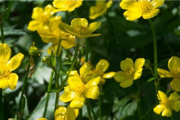 Let’s discover the Buttercup flower , how to grow it with care and advice