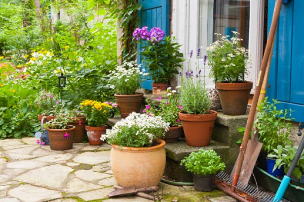 Outdoor Patio Plants That Will Add Interest To Your Yard