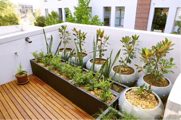 Roof garden: ideas and how to make one