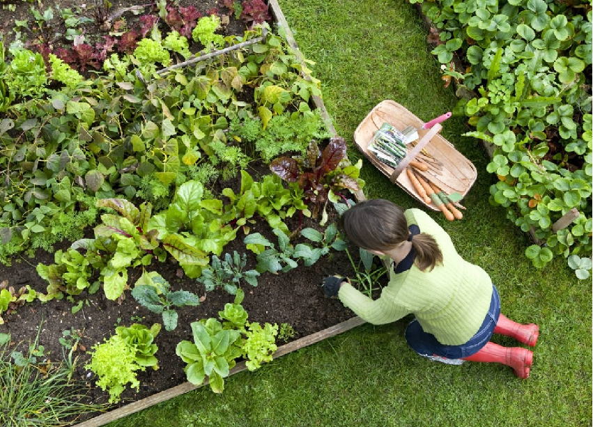 Important gardening tips