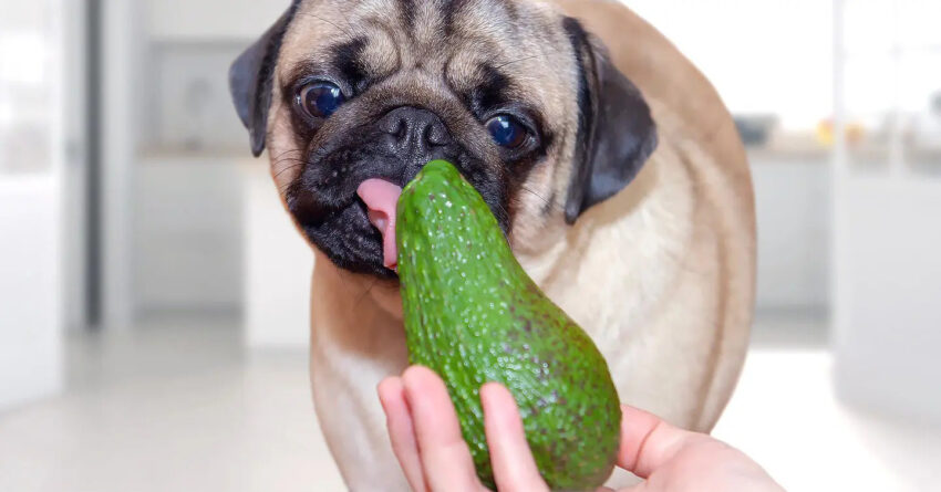 Why Can't Dogs Have Avocados