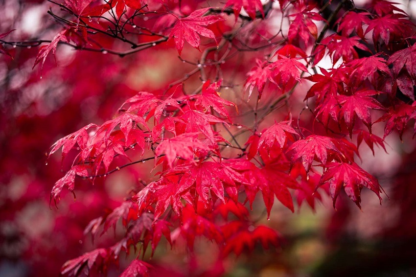 What is the Difference Between a Maple and a Red Maple