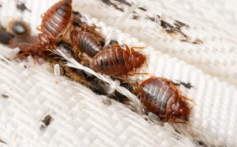 Bed Bugs Bites