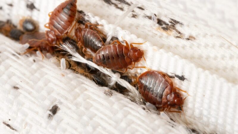 What Do Bed Bugs Bites Truly Reveal to the Human Eye?