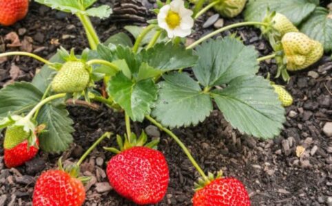 Growing Strawberries for Beginners: The Ultimate Guide