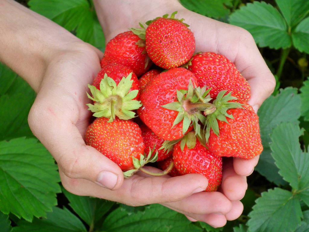 Choosing The Right Strawberry Varieties
