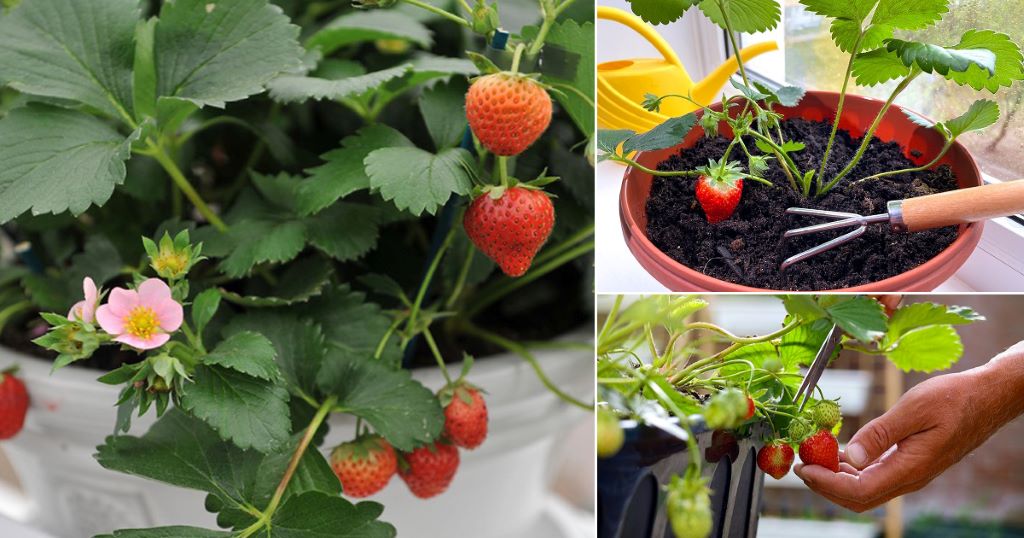 Delicious Ways To Enjoy Your Homegrown Strawberries