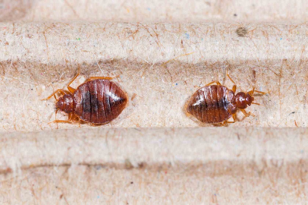 Signs Of Bed Bug Bites