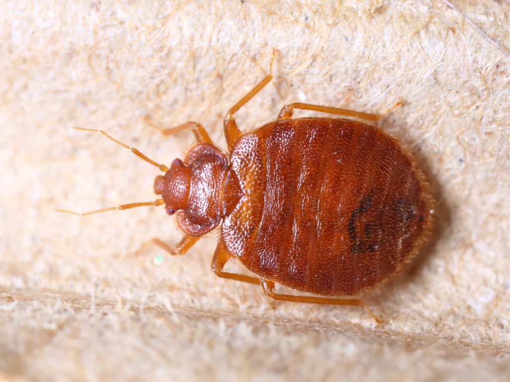 Treatment And Prevention Of Bed Bug Bites