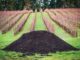What are the differences between compost and green manure?