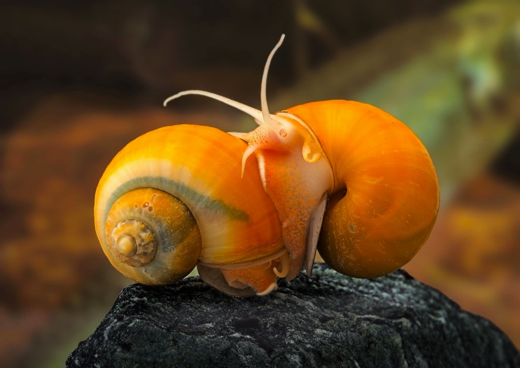 How do you stop aquatic snails from breeding?