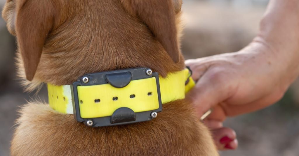 What do vets think about shock collars?