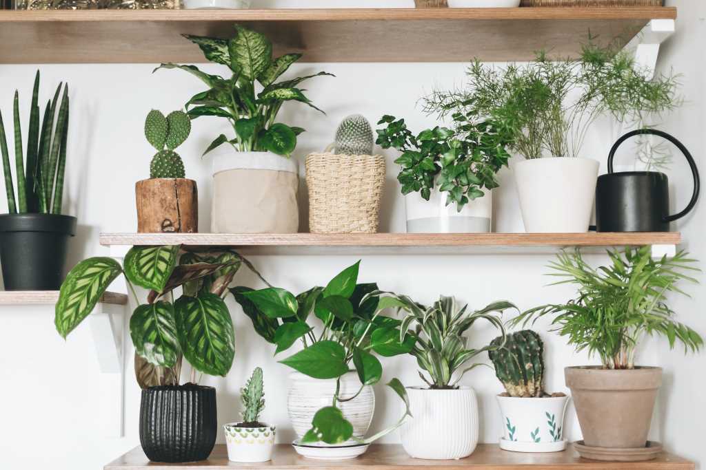 Are bamboo palms safe for pets