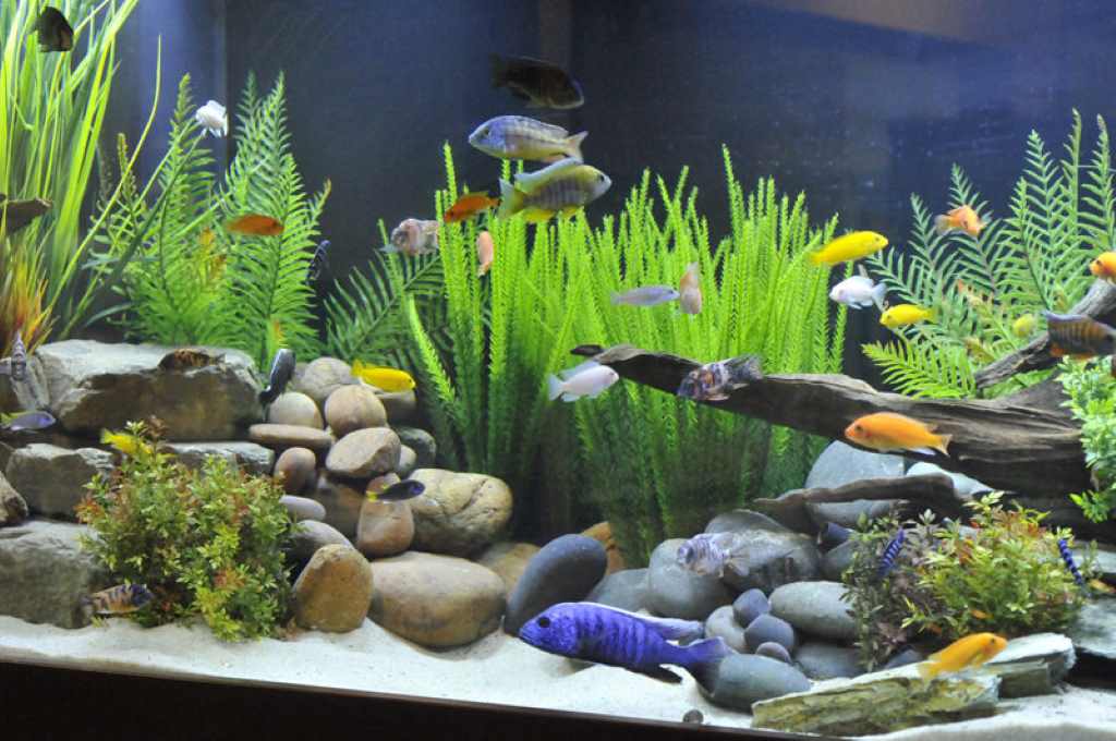 The Vital Role of Aquarium Plants