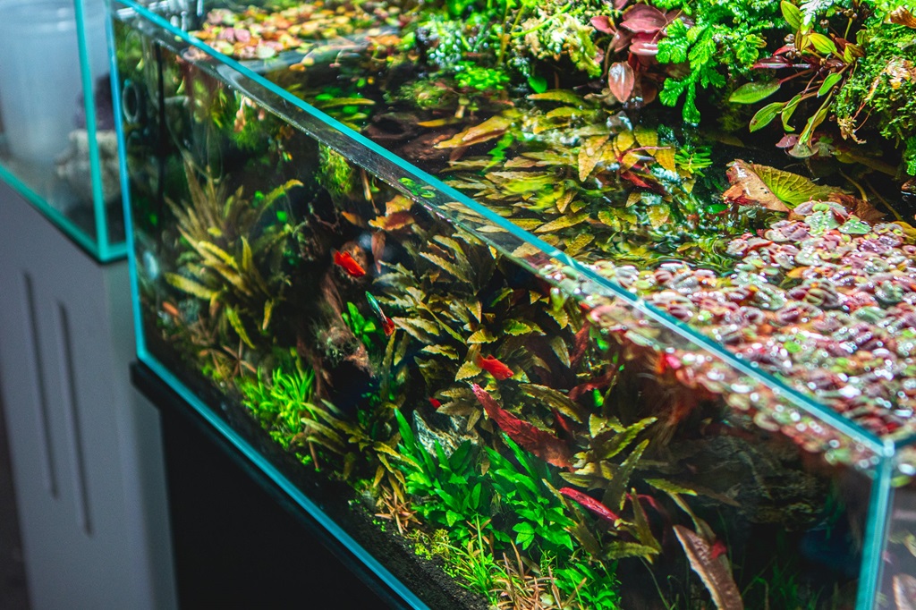 How to cycle aquarium without fish