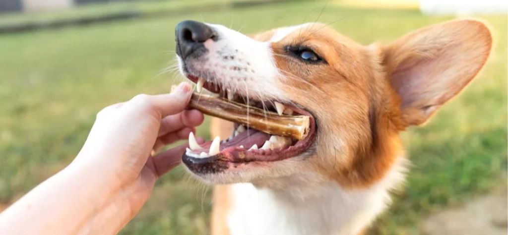 Can I give a bully stick to a puppy