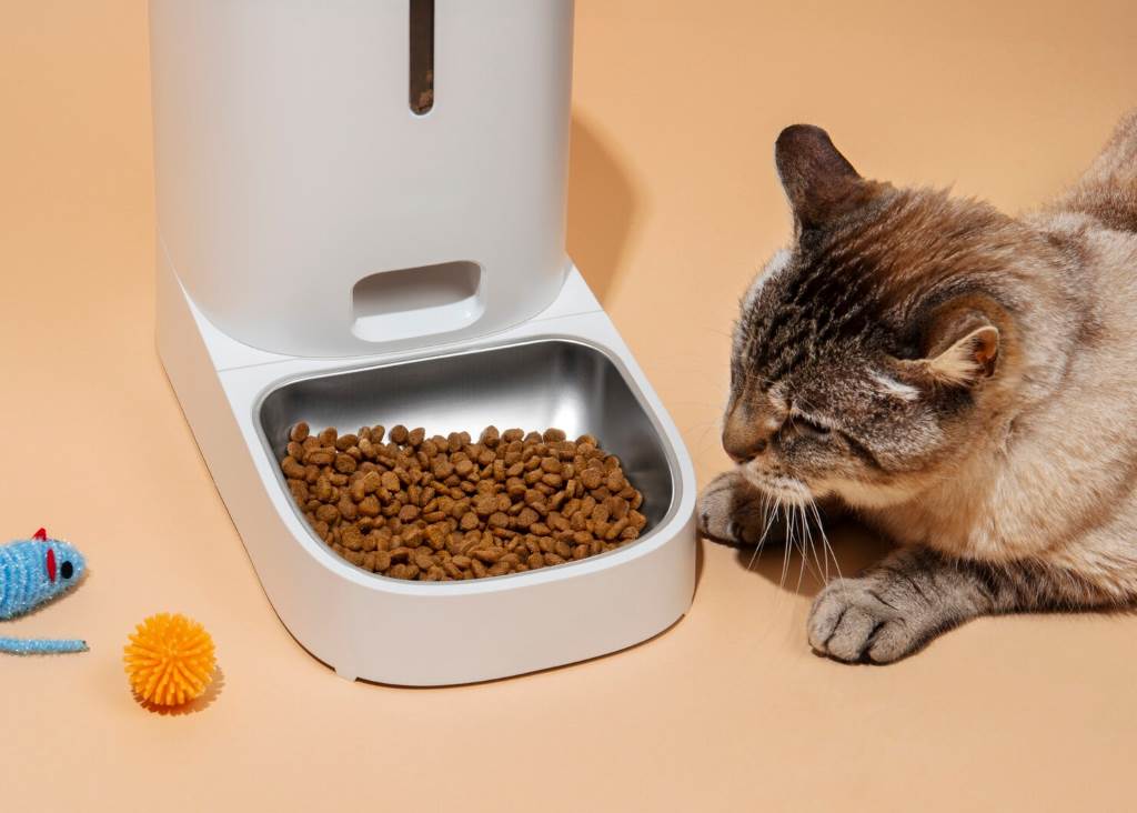 Should Cats Eat a Raw Diet? Benefits and Controversies