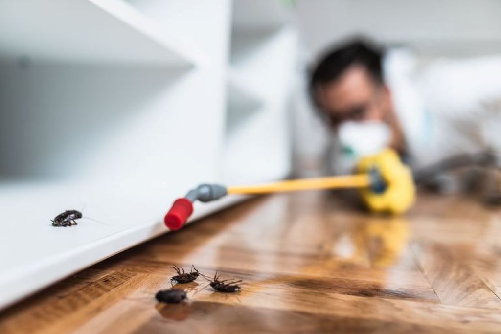 Visual showing warning signs of pests in a house, including droppings, damage, and insect sightings