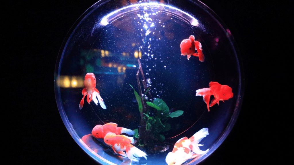 Close-up of a saltwater aquarium highlighting marine life in a sumpless tank, illustrating pros and cons of the setup